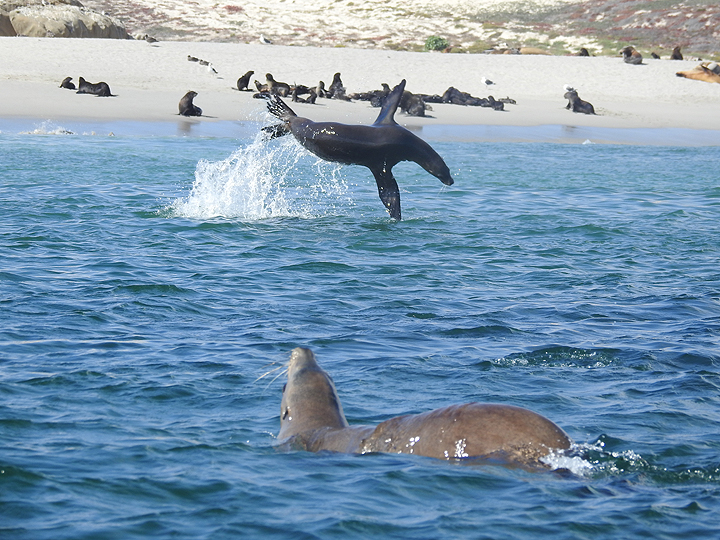 CA sea lions swimming and on a sandy beach